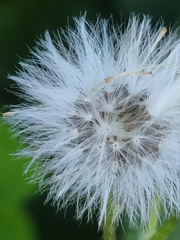 Macro nature details from rural Lithuania on a June afternoon