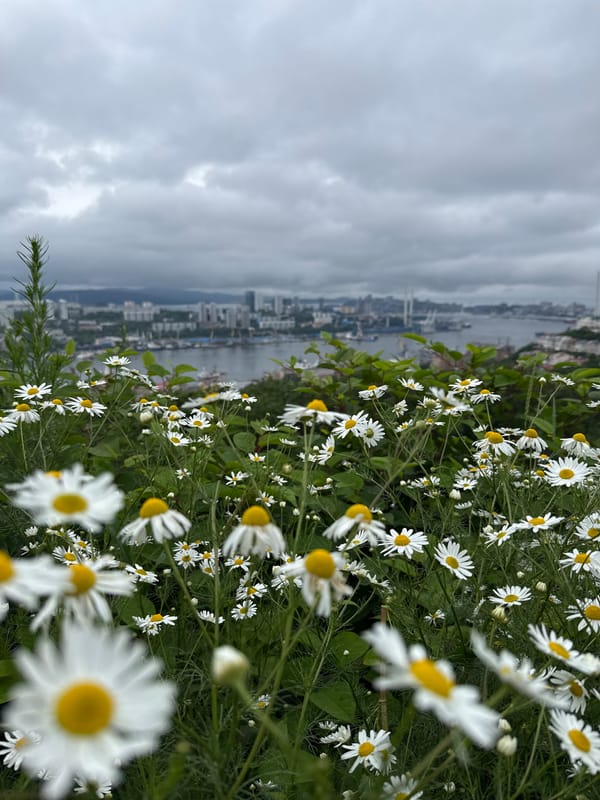 Wildflowers and bees in bloom above Vladivostok's Golden Horn Bay