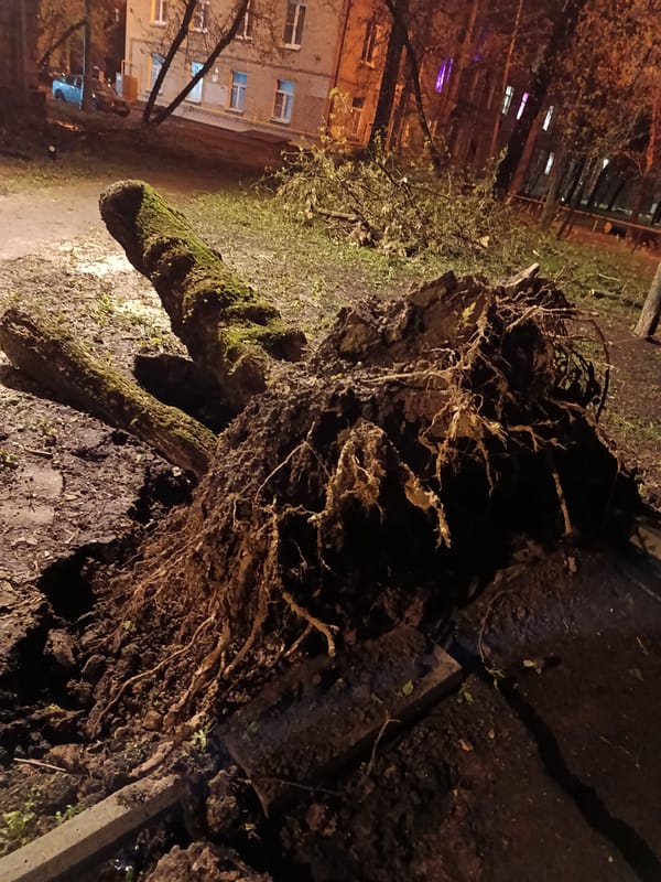 Fallen tree, abandoned scooters spotted in Moscow green space