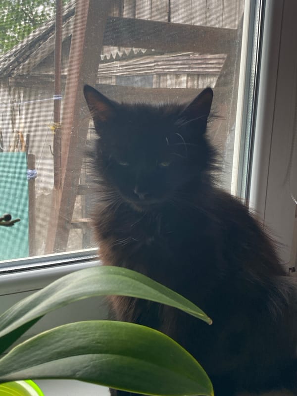 Urban cat and garden flowers observed during afternoon hours
