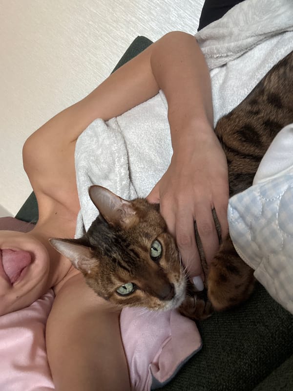 Couch day with a Bengal cat, lots of cuddles