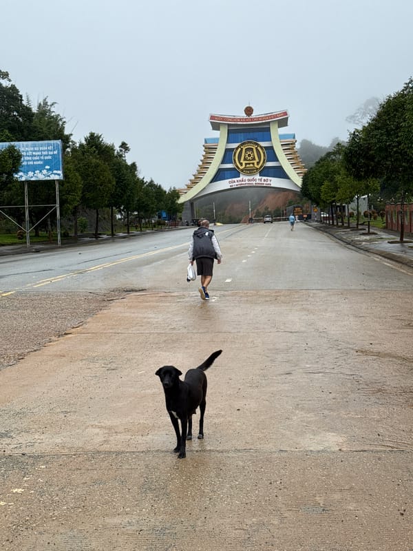 Black dog on a wet road, misty rural Bo Y