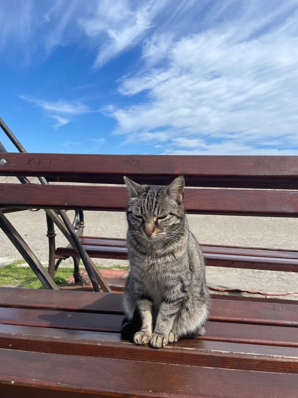 Tabby cat spotted on public bench in Burgas