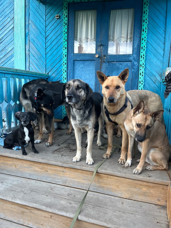 Pack of dogs spotted roaming Nizhny Tagil streets