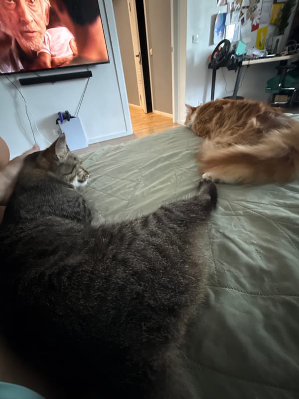 Two cats lounging and getting attention in a Novgorod bedroom