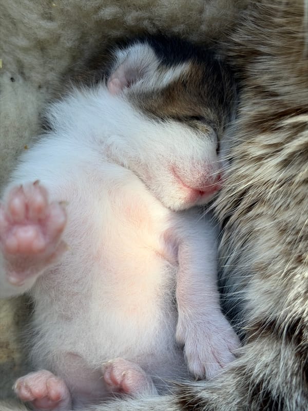 Sleeping newborn kittens and resting dog photographed across locations