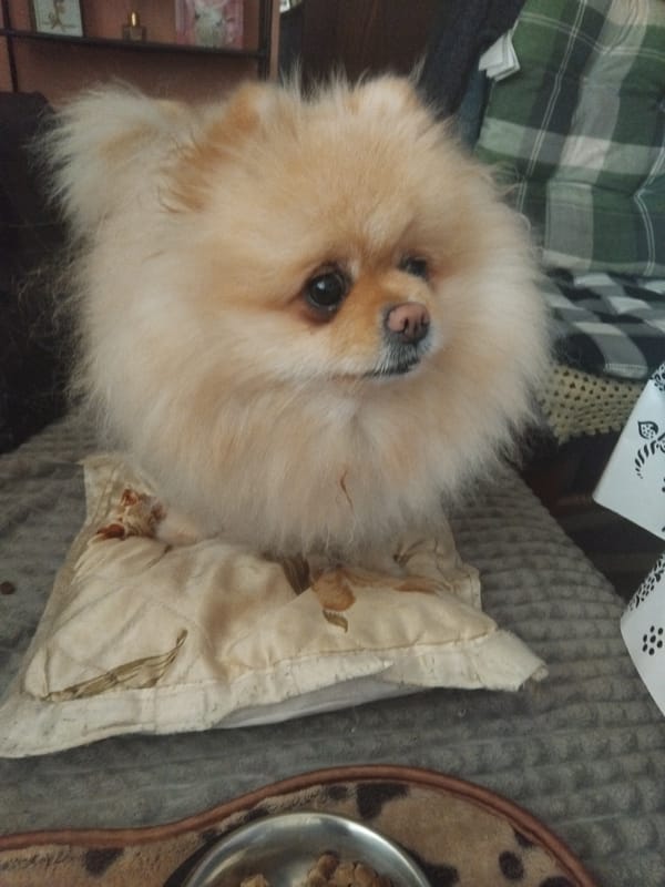 Pomeranian dog resting and feeding at home in Bulgaria