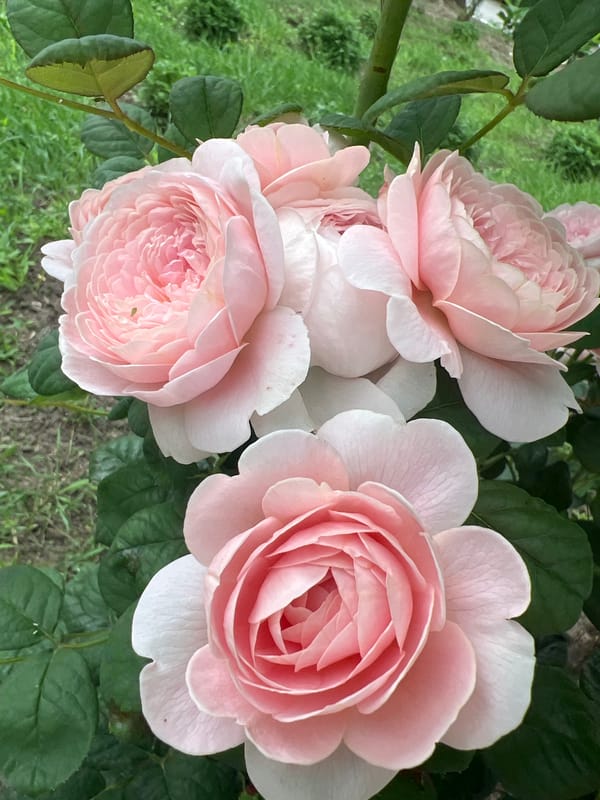 Rose garden blooms documented in Dubăsari park, Moldova