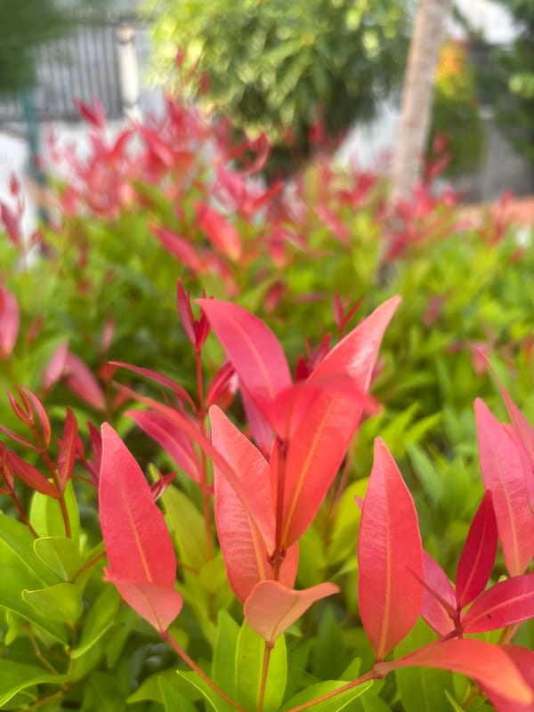 Morning garden walk documented in Lhokseumawe, Indonesia