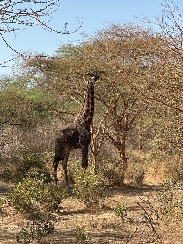 Giraffe spotted in Senegalese savanna landscape