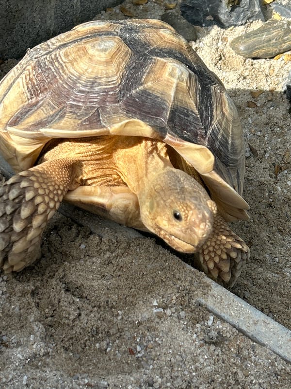 Sulcata tortoises and caged birds at a Ratsada property