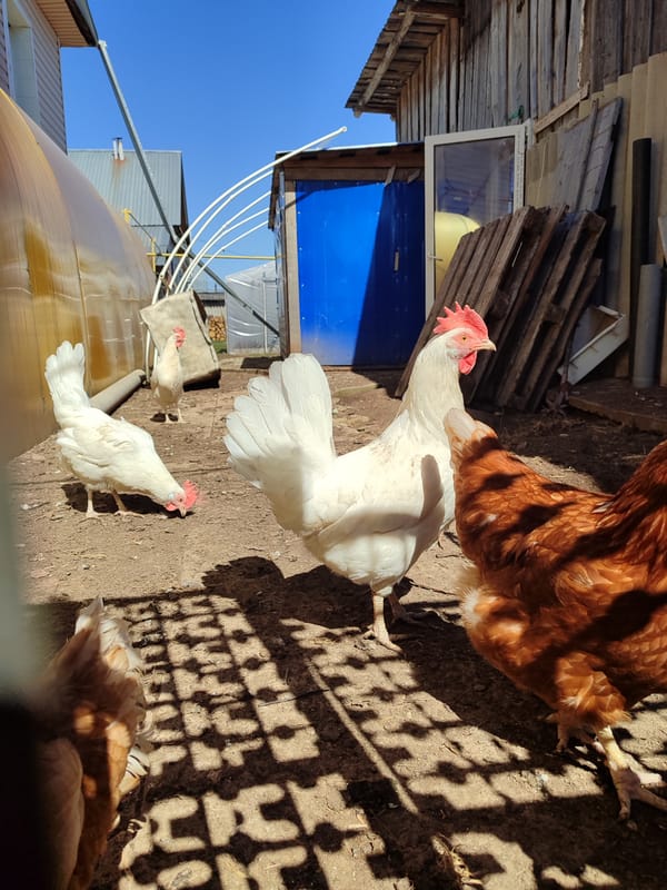 Spring morning documented in rural Malaya Purga, Russia