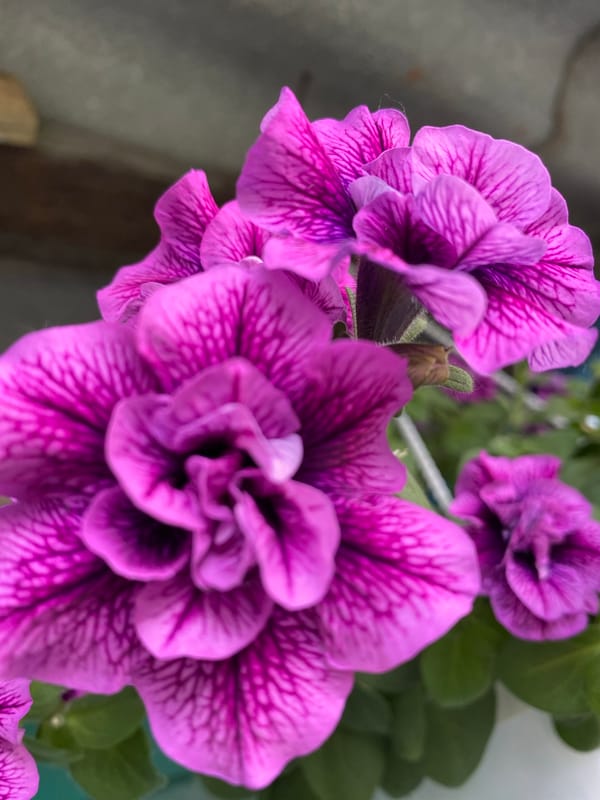 Close-up garden and nature details, flowers and foliage