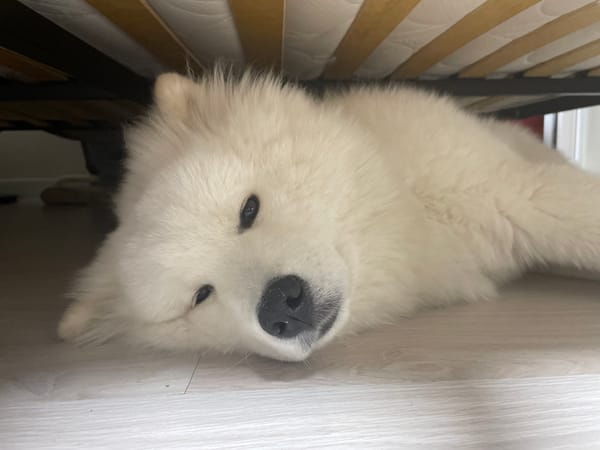 White Samoyed-type dog photographed upside down from low angle