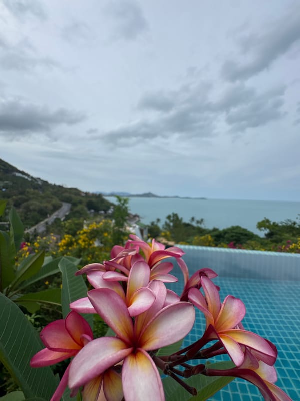 Tropical flowers bloom in Ko Samui gardens