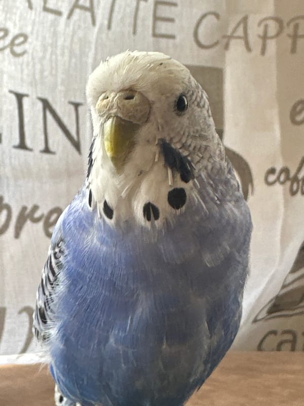 A budgie at home, plus food, plants, and street scenes