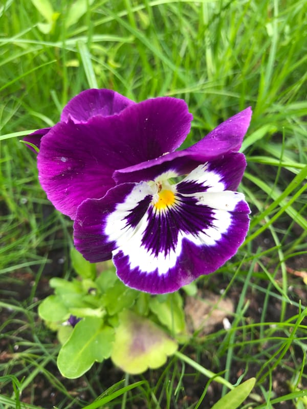 Garden pansies and fresh strawberries on a Moscow morning