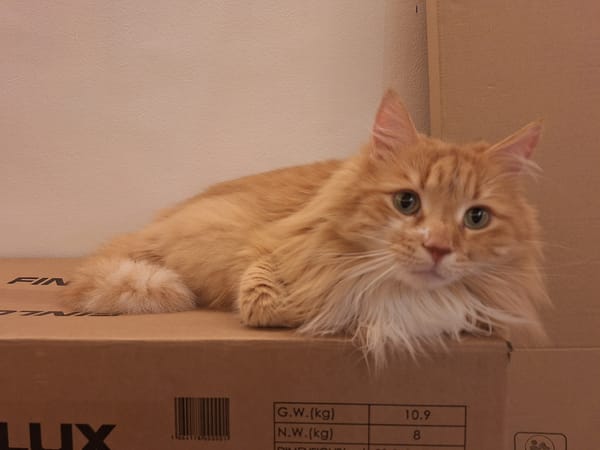 Long-haired orange tabby cat photographed resting indoors in Varna
