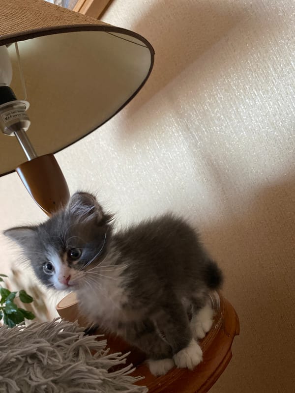Playful Kitten Photographed in Multiple Poses in Russian Home
