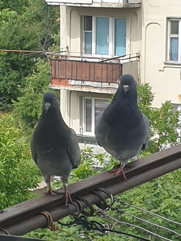 Pigeons, bread dough, and a music screen in Ananiv