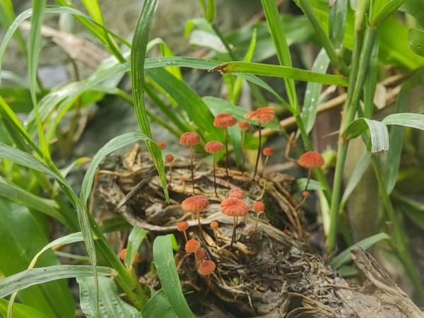 Morning nature photography captures mushrooms, moth, spider in Indonesia