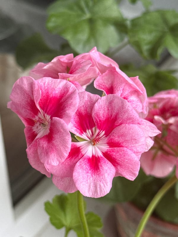 Pink and white geraniums photographed in close detail, Kirov