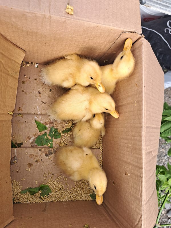 Live ducklings and chicks for sale at a Tbilisi street market