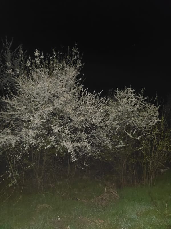 White flowering tree blooms captured at night in Berkovitsa