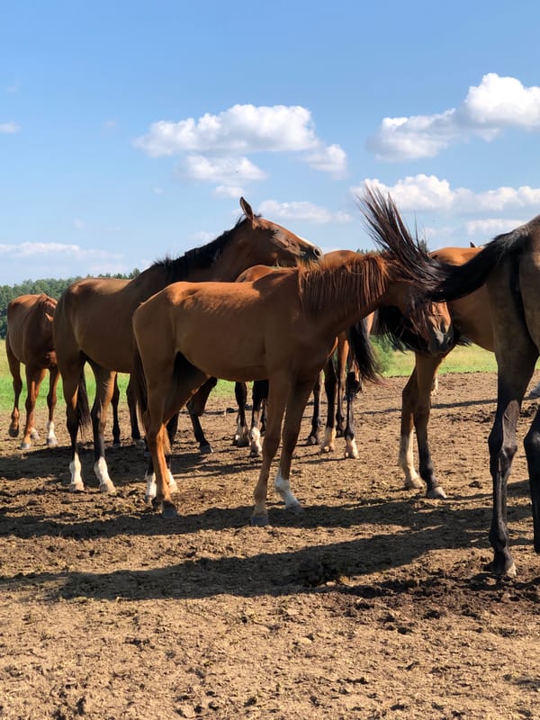 Horses in a dusty paddock, Galinė, Lithuania