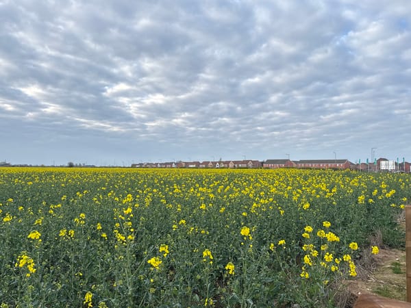 Blooming rapeseed field captured under dramatic skies in Great Yarmouth