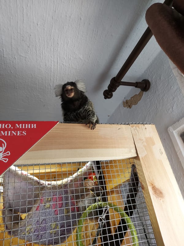 Small animals observed in indoor enclosures and cages