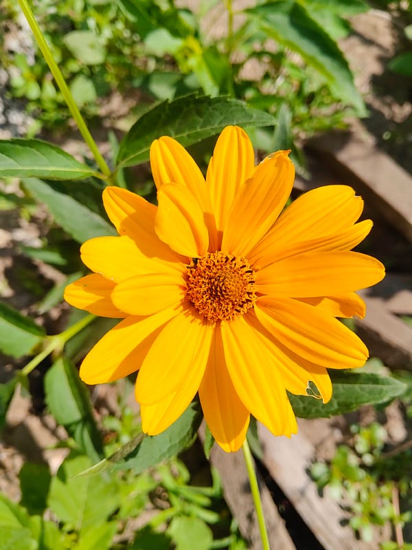 Cats, beetles, and blooming flowers on a Kharkiv morning