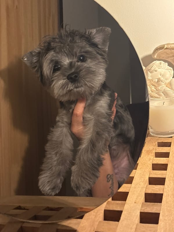 Woman and Schnauzer dog share quiet moments at Chaikovsky home