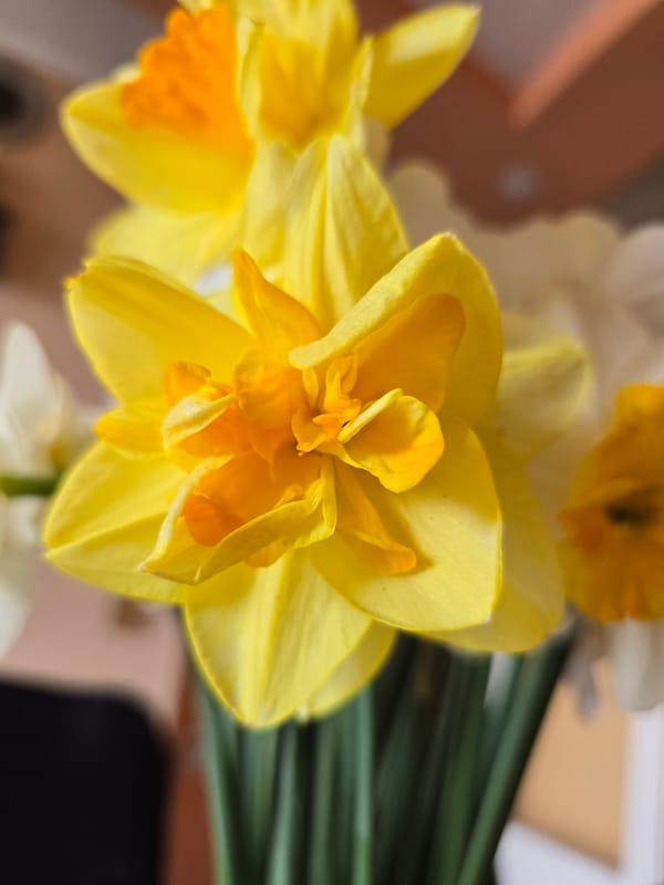 Spring daffodils and narcissus flowers documented blooming in Burgas