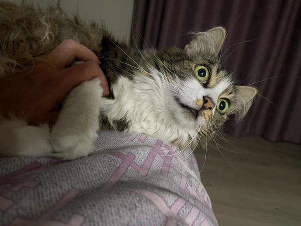 Cat grooming and household items documented in Kyiv apartment