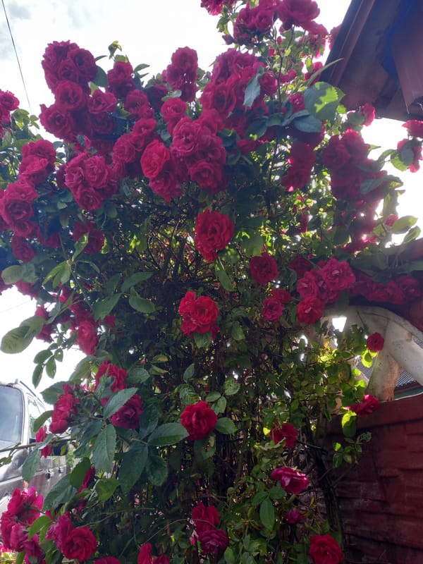 Brest streets and gardens in mid-June bloom