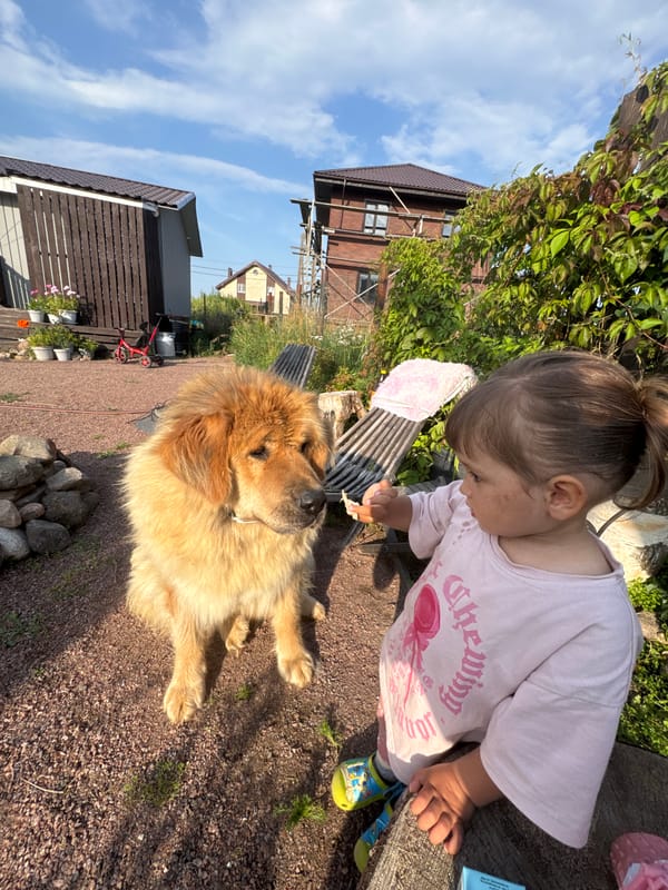 Dogs, cats, and a lazy summer afternoon in rural Kempelevo