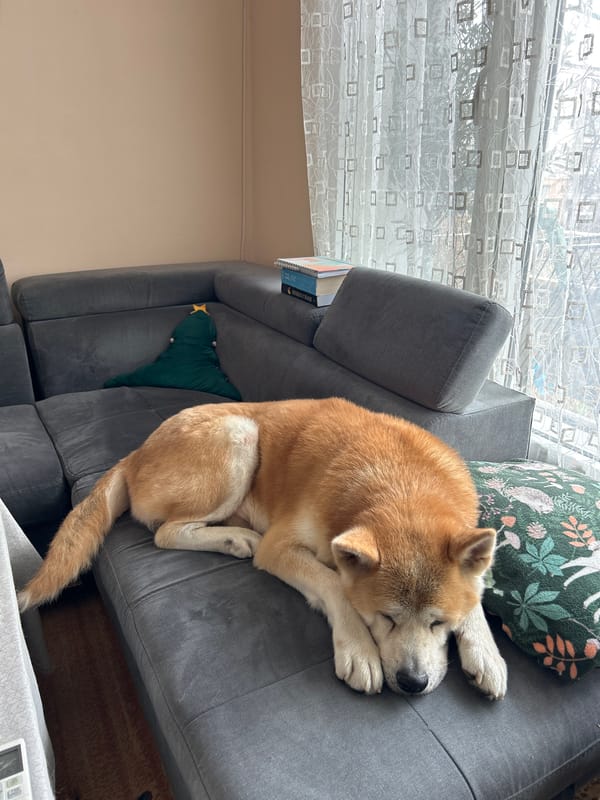 Akita dog sleeps peacefully on sofa in Plovdiv home