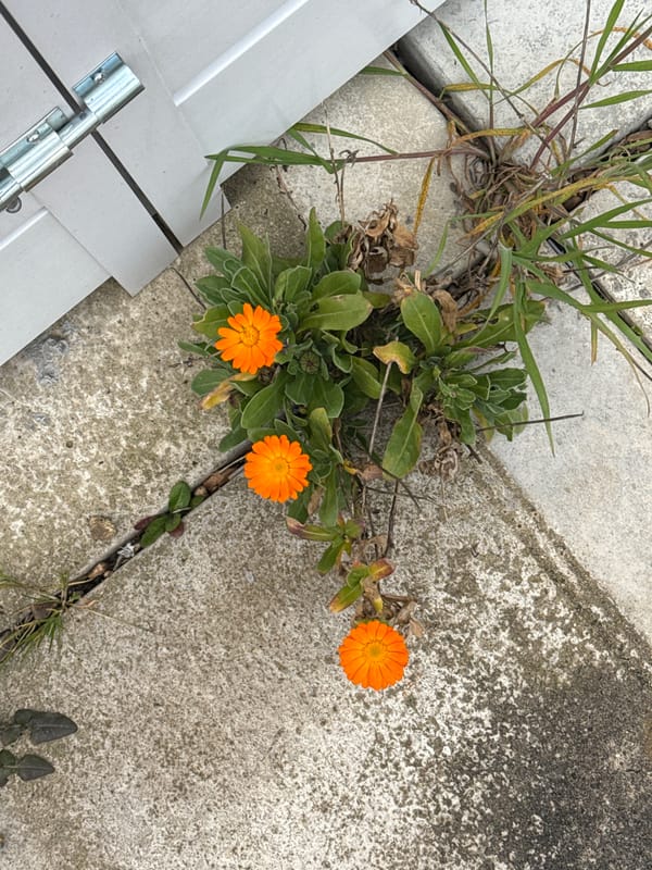 Nature and holiday accommodation spotted in Great Yarmouth