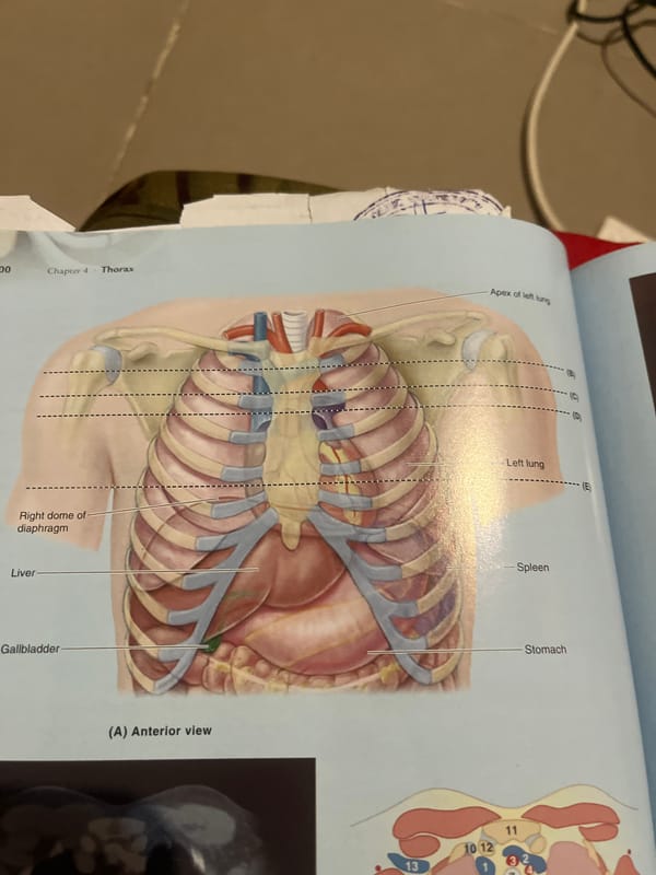Anatomy textbook pages covering heart, thorax, and abdomen