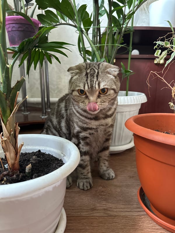 Tabby cat documented in multiple indoor locations over one hour