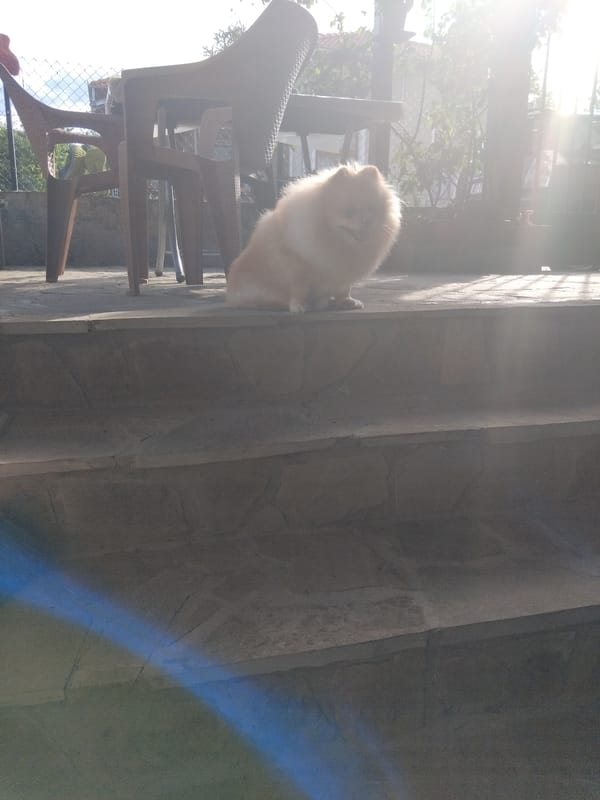 Pomeranian dog spotted on terrace in Apriltsi, Bulgaria