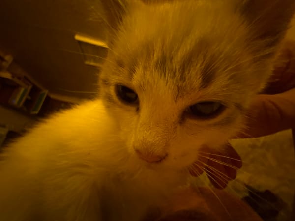 Kittens lounging on cozy blankets, some getting gentle pets