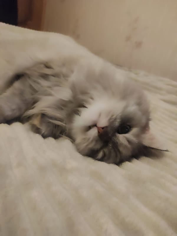 Long-haired cat photographed resting on blanket in Klin