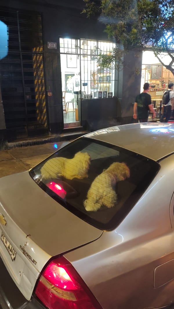 Dogs spotted waiting in parked car in Miraflores