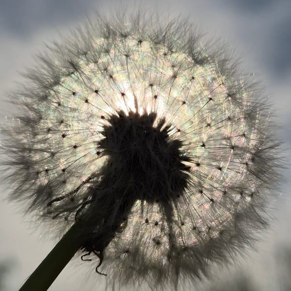 Close-up nature photography captured in Новостройка, Russia