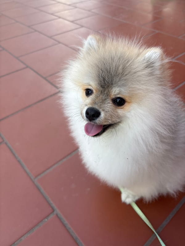 Pomeranian dog spotted on leash in Plovdiv, Bulgaria