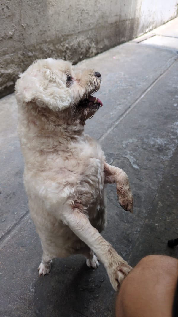 Morning street life documented across Thủ Đức alleyways and markets