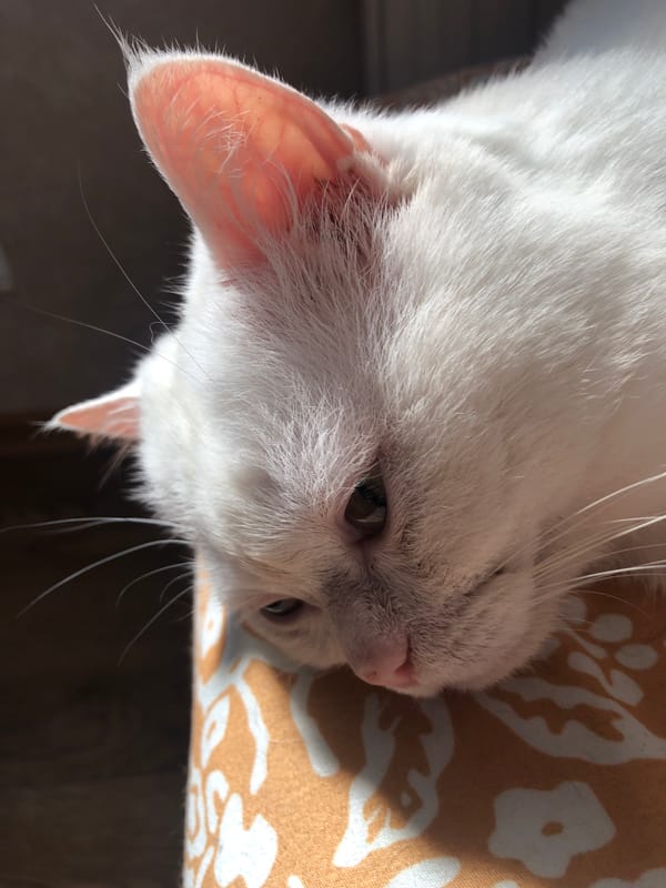 White cat sleeping in a sunlit patch on a floral cushion