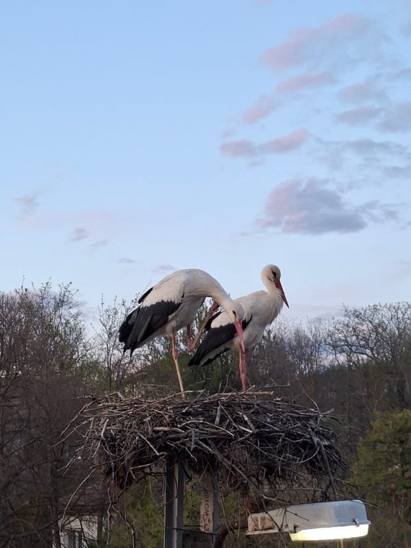 Storks spotted nesting on utility pole amid spring evening
